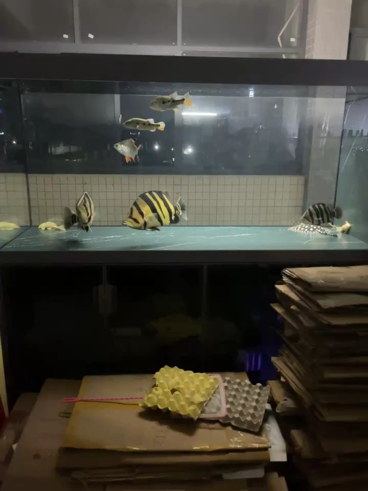 缺魚了