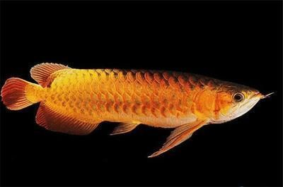 龍魚身體上粘有白色物體vs祥龍魚場：如何預防龍魚感染疾病