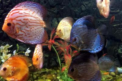 黑魚養殖幾個月能出售：黑魚養殖幾個月能出售養