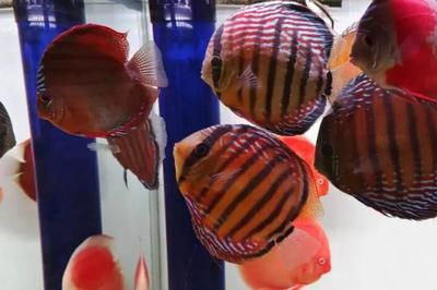 80厘米魚(yú)缸16條神仙魚(yú)：80厘米魚(yú)缸養(yǎng)16條神仙魚(yú)的養(yǎng)殖技巧神仙魚(yú)的繁殖技巧