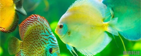 80厘米魚(yú)缸16條神仙魚(yú)：80厘米魚(yú)缸養(yǎng)16條神仙魚(yú)的養(yǎng)殖技巧神仙魚(yú)的繁殖技巧