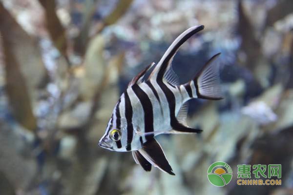 天王水族魚缸電源安裝教程圖片大全（天王水族魚缸電源安裝教程圖片大全視頻）