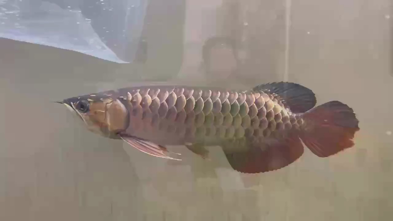 這個(gè)屬于古典金龍嗎