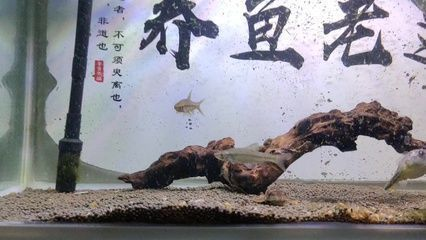 龍魚爛尾巴恢復要多久vs祥龍魚場：龍魚尾巴爛了恢復需要的時間因個體而異