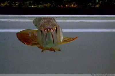 龍魚側(cè)翻怎么辦