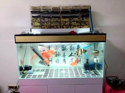 森森上濾魚(yú)缸改造