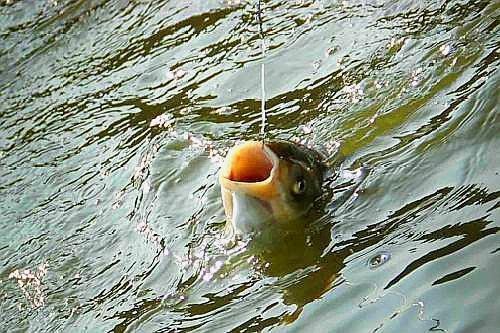 黑尾大勾魚19度死了好多：黑尾大勾魚19度死了好多條