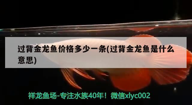 過(guò)背金龍魚(yú)價(jià)格多少一條(過(guò)背金龍魚(yú)是什么意思)