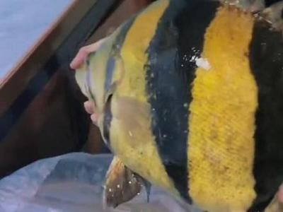 老版泰虎魚：老版泰虎魚的介紹