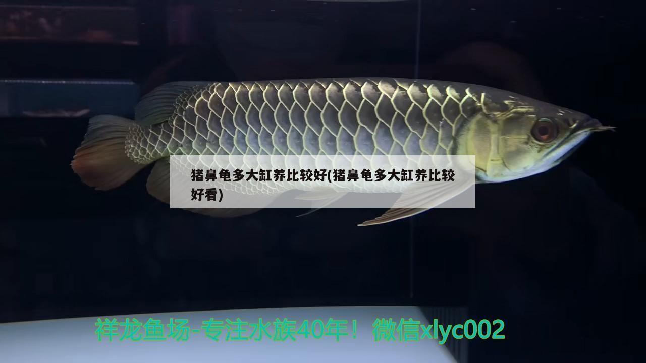 豬鼻龜多大缸養比較好(豬鼻龜多大缸養比較好看)