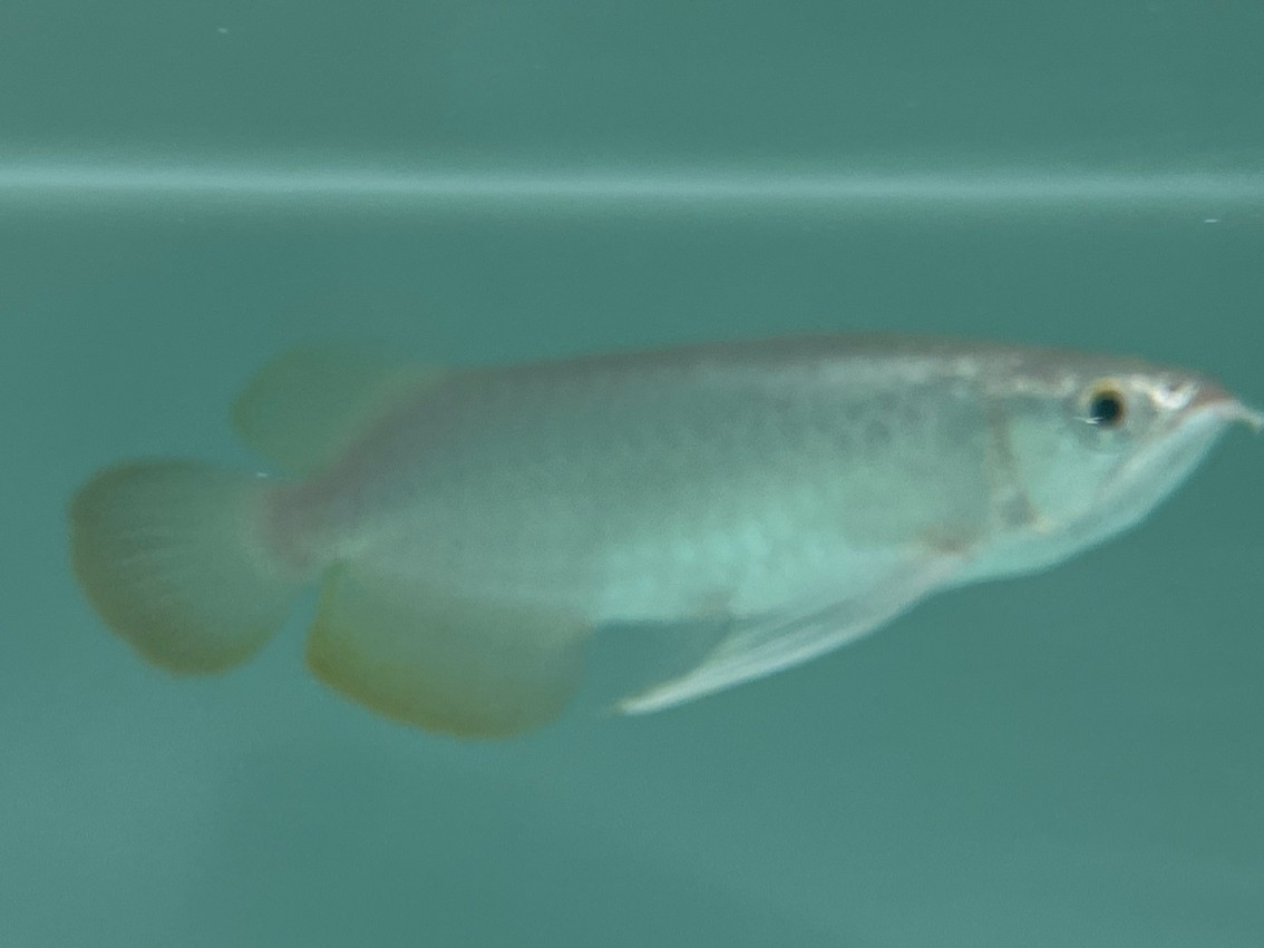 入缸照