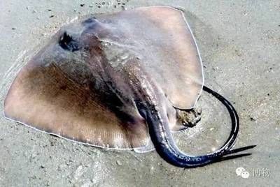 魟魚毒刺會傷別的魚嗎：魟魚毒刺會傷別的魚嗎[需手動填充]魚毒刺會傷別的魚嗎