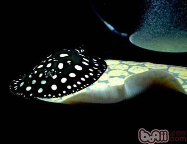 魟魚毒刺會傷別的魚嗎：魟魚毒刺會傷別的魚嗎[需手動填充]魚毒刺會傷別的魚嗎