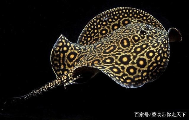 魟魚毒刺會傷別的魚嗎：魟魚毒刺會傷別的魚嗎[需手動填充]魚毒刺會傷別的魚嗎