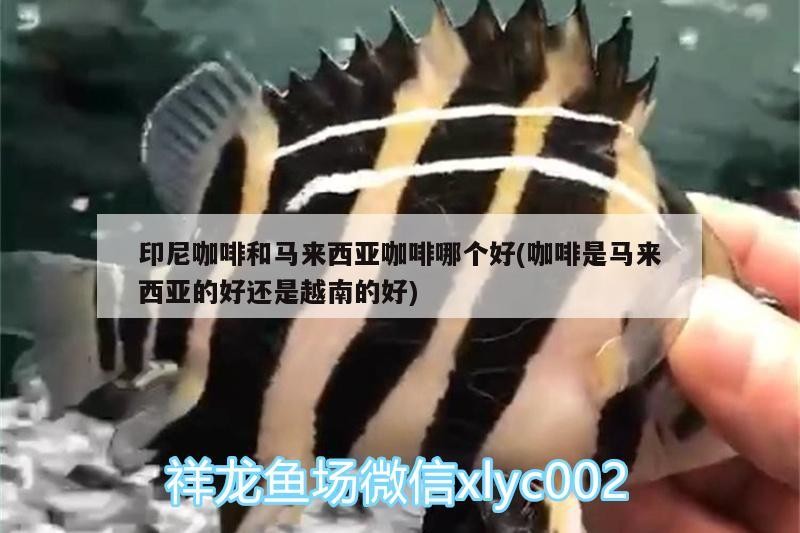 印尼咖啡和馬來西亞咖啡哪個好(咖啡是馬來西亞的好還是越南的好)