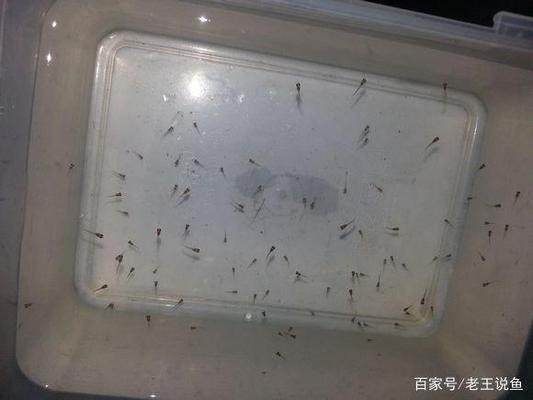 黑尾大勾搭配什么魚：黑尾大勾搭配什么魚好看