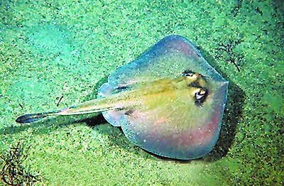 龍魚被魟魚毒刺扎了會死嗎 龍魚被魟魚毒刺扎了會死嗎 魟魚百科 第3張