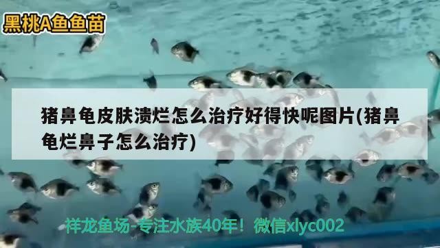 豬鼻龜皮膚潰爛怎么治療好得快呢圖片(豬鼻龜爛鼻子怎么治療)