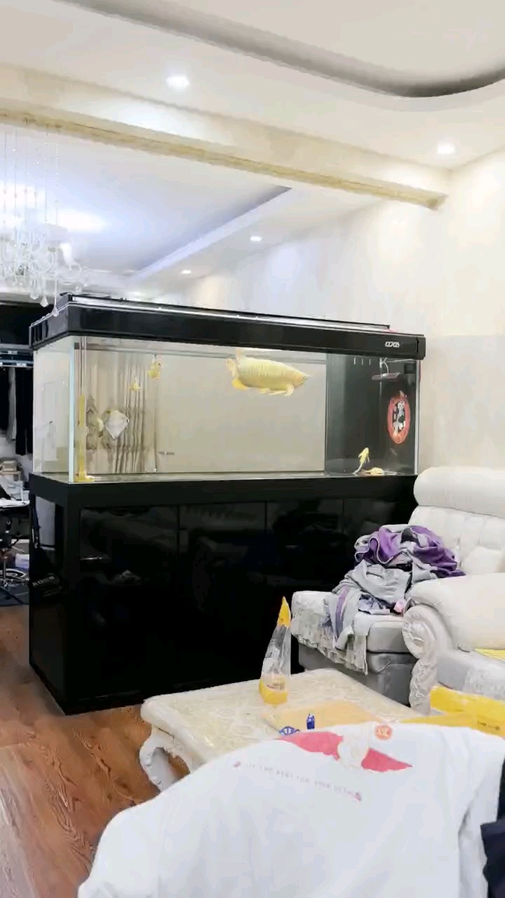 成了大戰(zhàn)車了 成了大戰(zhàn)車了 龍魚論壇