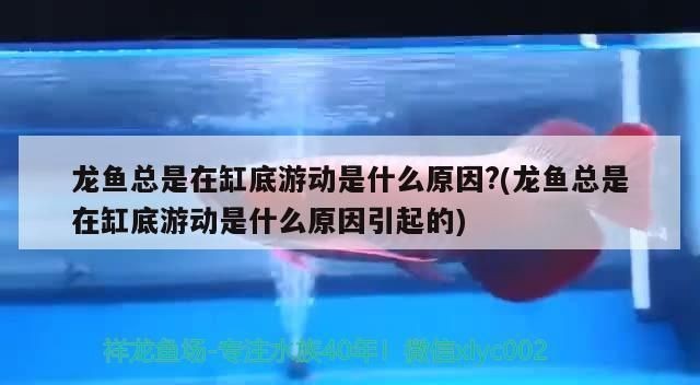 龍魚立麟什么樣子vs祥龍魚場：祥龍魚場龍魚立鱗與普通區(qū)別祥龍魚場評價如何龍魚立鱗與普通區(qū)別
