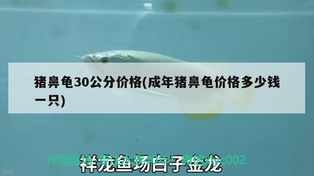 豬鼻龜30公分價格(成年豬鼻龜價格多少錢一只)
