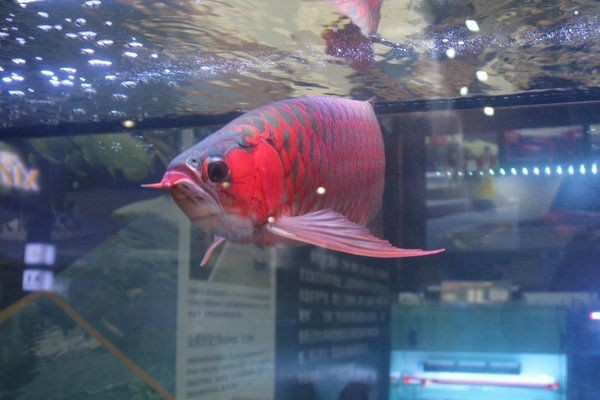 紅龍魚的養(yǎng)殖方法和技術(shù)：紅龍魚養(yǎng)殖方法和技術(shù)
