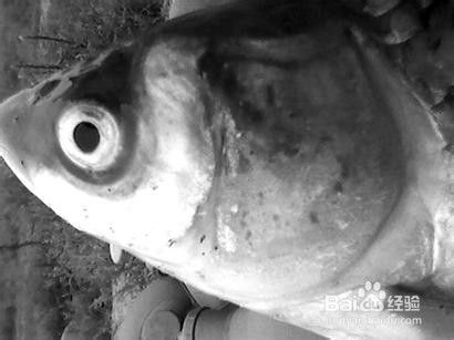 黑色金魚的風水寓意：黑色金魚的風水寓意是什么 黑色金魚的風水寓意：黑色金魚的風水寓意是什么 龍魚百科 第3張
