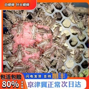 北京龍魚vs祥龍魚場（北京龍魚與祥龍魚場之間的區別）
