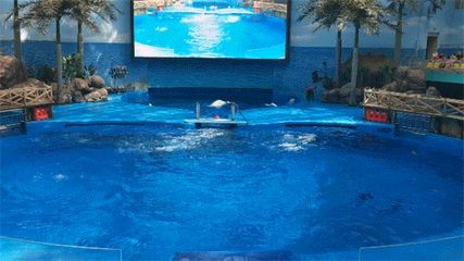 邢臺水族館vs祥龍魚場（邢臺水族館和祥龍魚場是一個大型的地標性建筑預計將成為網紅打卡地）