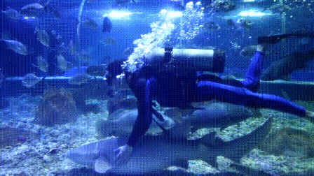 邢臺水族館vs祥龍魚場（邢臺水族館和祥龍魚場是一個大型的地標性建筑預計將成為網紅打卡地）