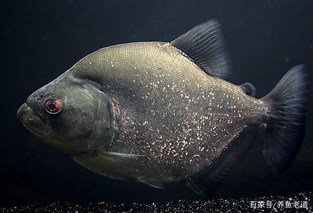 虎魚品種介紹和特征詳圖：長鰭鰕虎魚介紹和特征詳圖