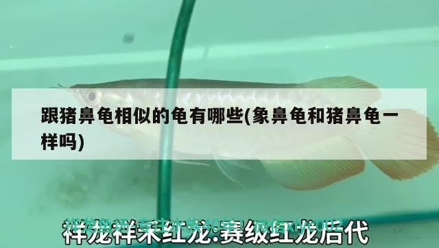跟豬鼻龜相似的龜有哪些(象鼻龜和豬鼻龜一樣嗎)