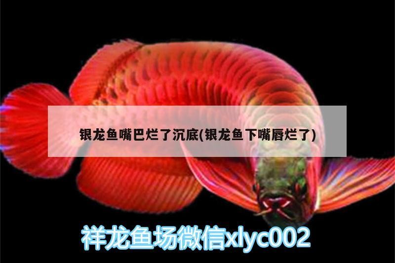銀龍魚嘴巴爛了沉底(銀龍魚下嘴唇爛了)