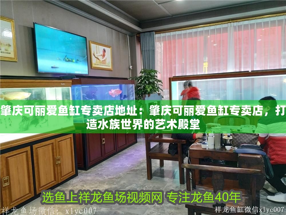 肇慶可麗愛魚缸專賣店地址：肇慶可麗愛魚缸專賣店，打造水族世界的藝術殿堂