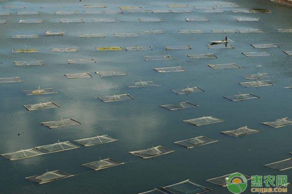 和雷龍可以一起養(yǎng)的魚(yú)：和雷龍可以一起養(yǎng)的魚(yú)有哪些