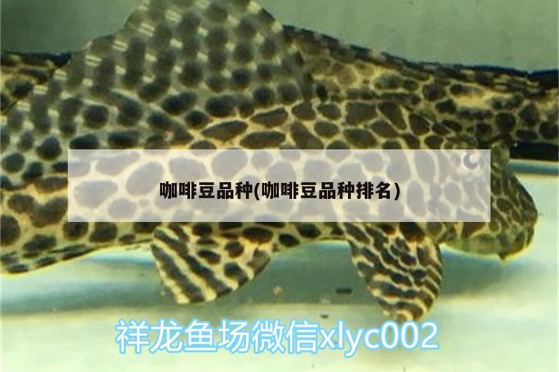咖啡豆品種(咖啡豆品種排名)