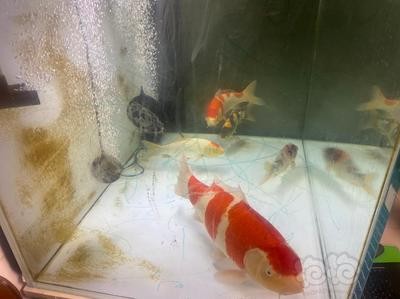 好養耐活金魚冷水觀賞魚：好養耐活金魚冷水觀賞魚能吃嗎
