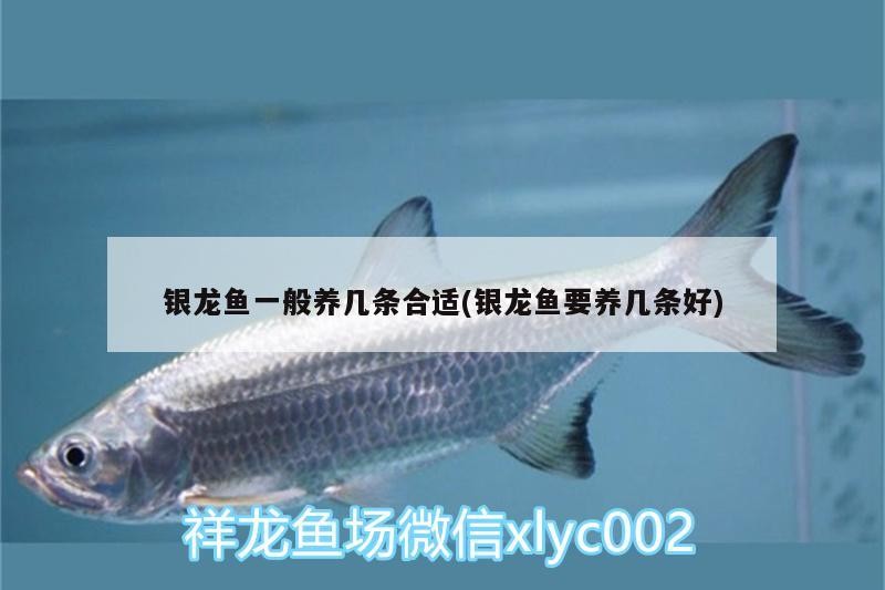 銀龍魚一般養幾條合適(銀龍魚要養幾條好)