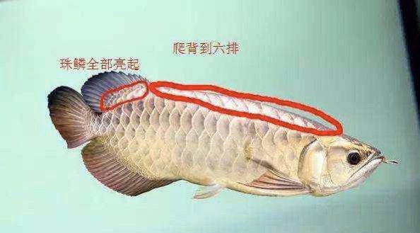 過背金龍魚尾巴是什么顏色：如何鑒別優(yōu)質(zhì)過背金龍魚