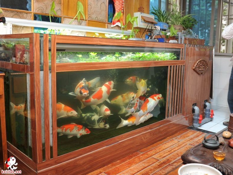 2米魚缸養錦鯉效果圖：2米長的魚缸養錦鯉需要足夠的空間、足夠的空間、適當的空間
