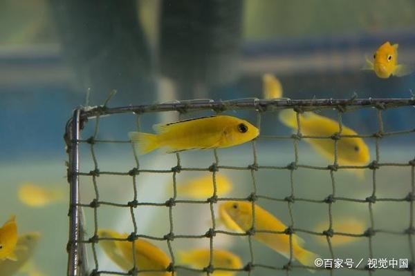 好女架不住纏郎東北話怎么說：好女架不住纏郎上一句