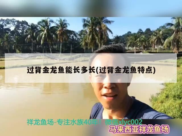 過背金龍魚能長多長(過背金龍魚特點)