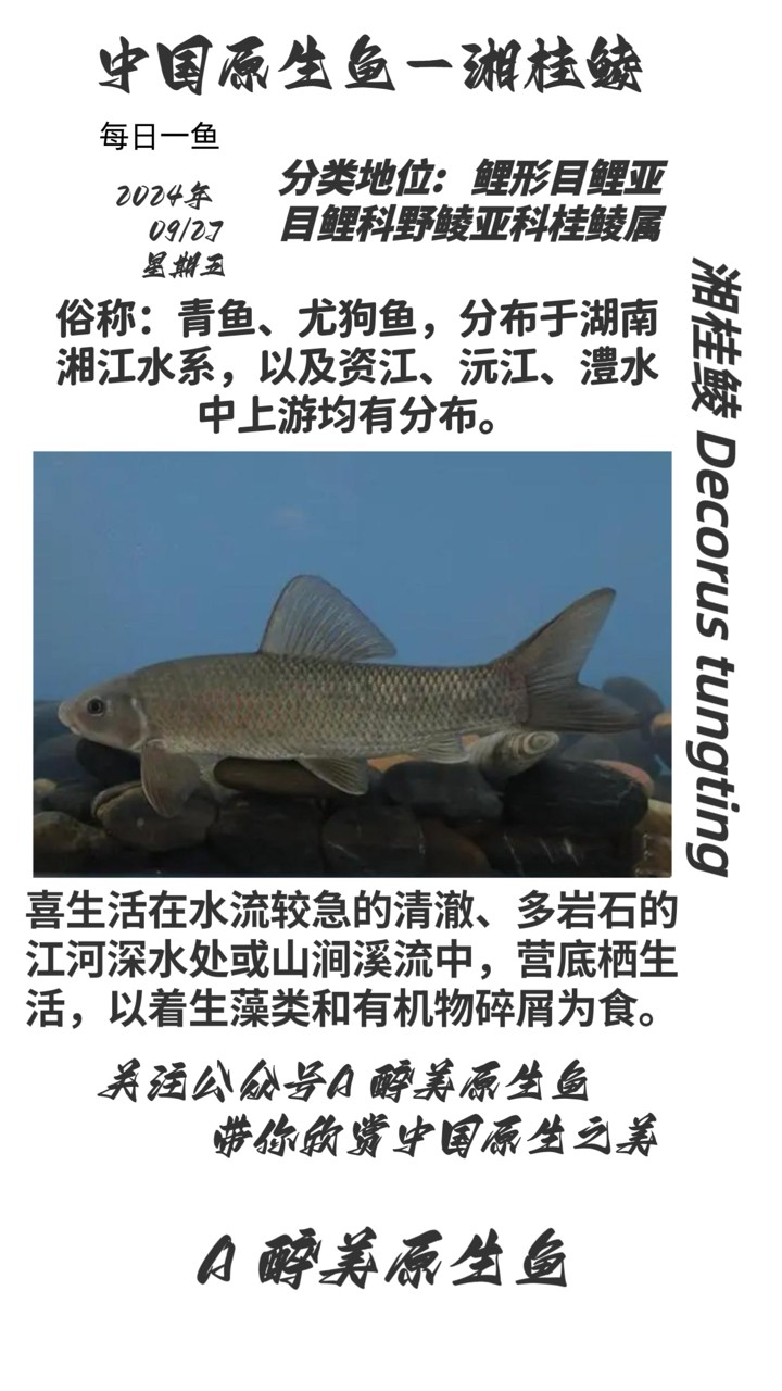 湘桂鯪