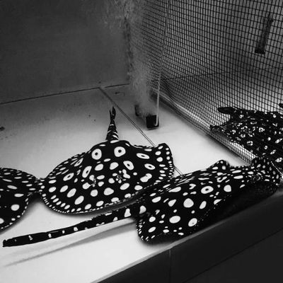 黑金虹魚和黑白魟魚：黑金虹魚與黑白魟魚的區別