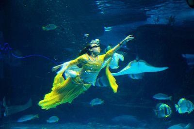 淄博水族館vs祥龍魚場（探討淄博水族館與祥龍魚場之間的差異時，我們需要明確兩者的業務和特點）