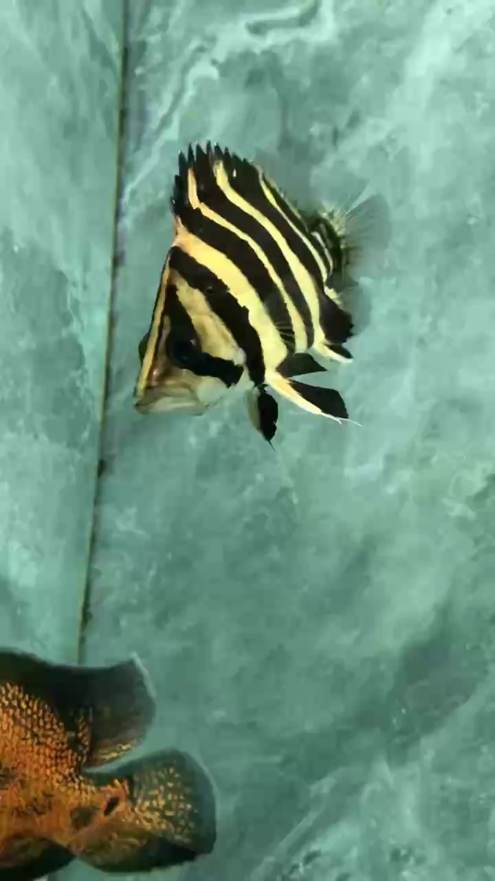 早呀呀呀