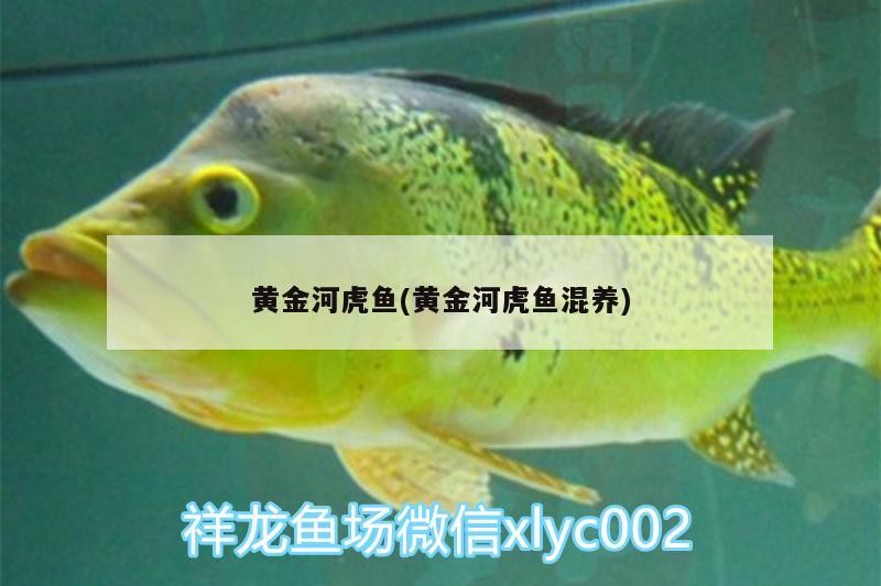 黃金河虎魚(黃金河虎魚混養)
