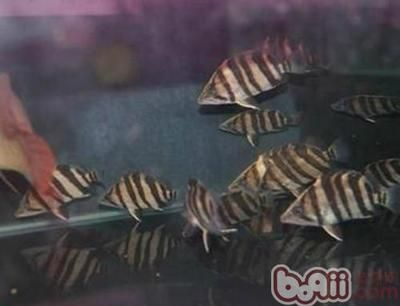 印尼虎魚(yú)的飼養(yǎng)環(huán)境是什么樣的：印尼虎魚(yú)的飼養(yǎng)環(huán)境