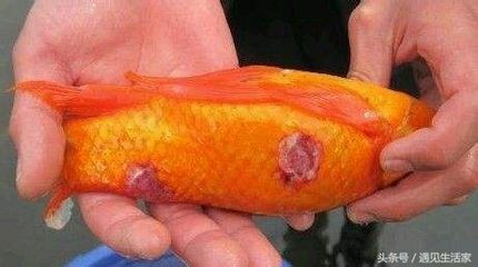 常見觀賞魚病：觀賞魚疾病的描述和治療方法