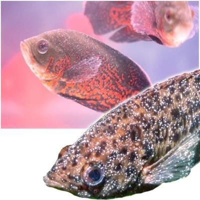 常見觀賞魚病：觀賞魚疾病的描述和治療方法